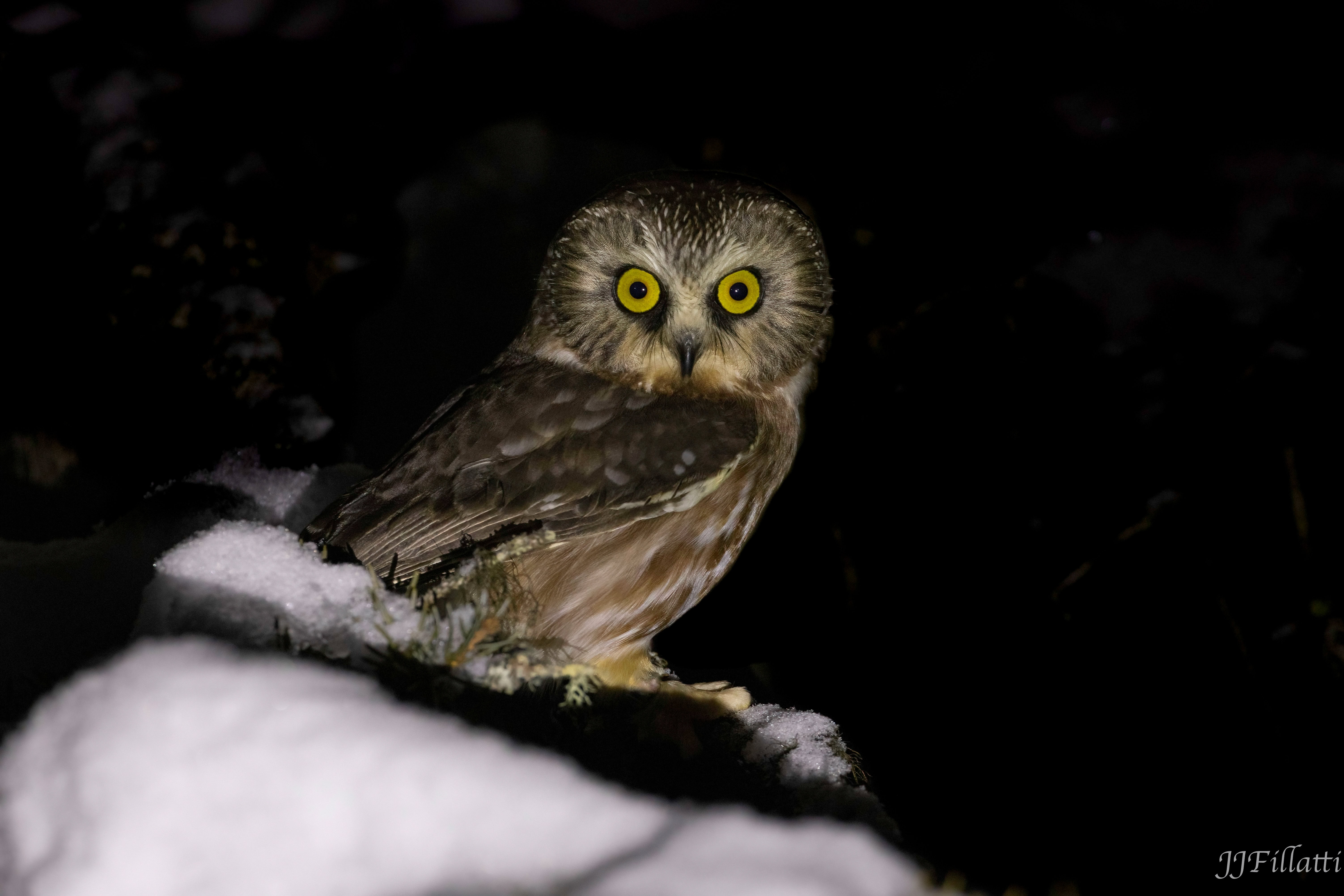 bird of homer alaska image 36